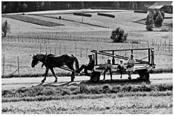 Helmer Jonsson med familj hämtar hö. Baggård 1960.